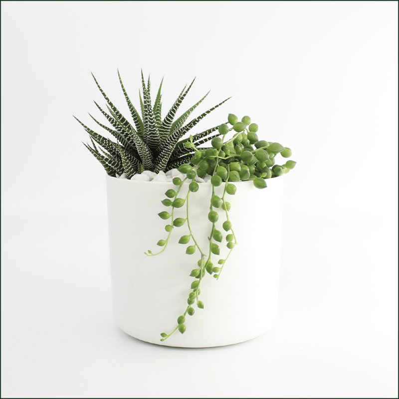 ハオルシア 十二の巻 4/5号鉢植え 観葉植物 本物 小型 卓上 癒し 空気