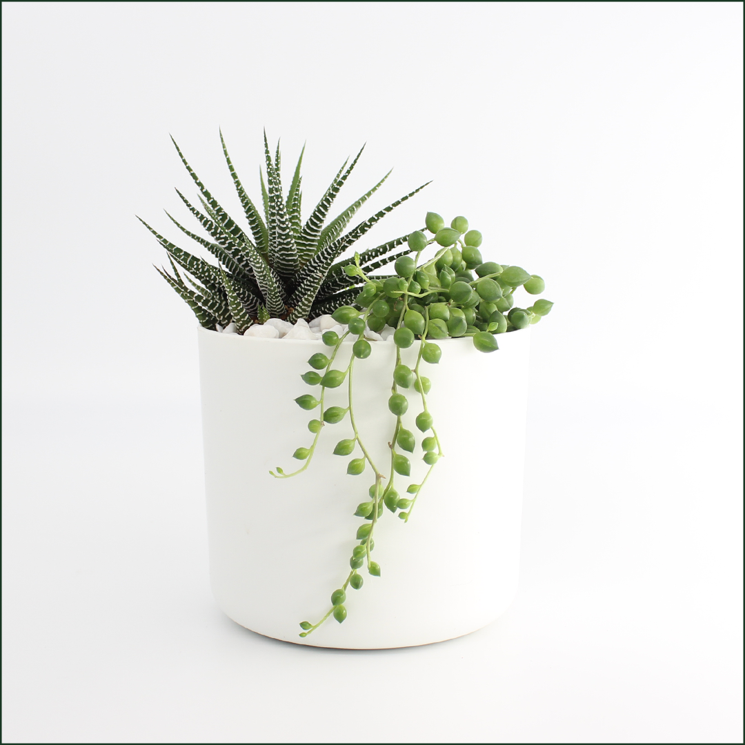 ハオルシア 十二の巻 4/5号鉢植え 観葉植物 本物 小型 卓上 癒し 空気