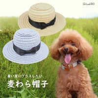 パナマハット 犬 猫