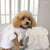 ワンピース 犬 猫