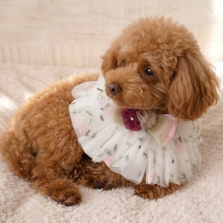 ケープ 犬 猫
