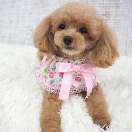 ケープ 犬 猫