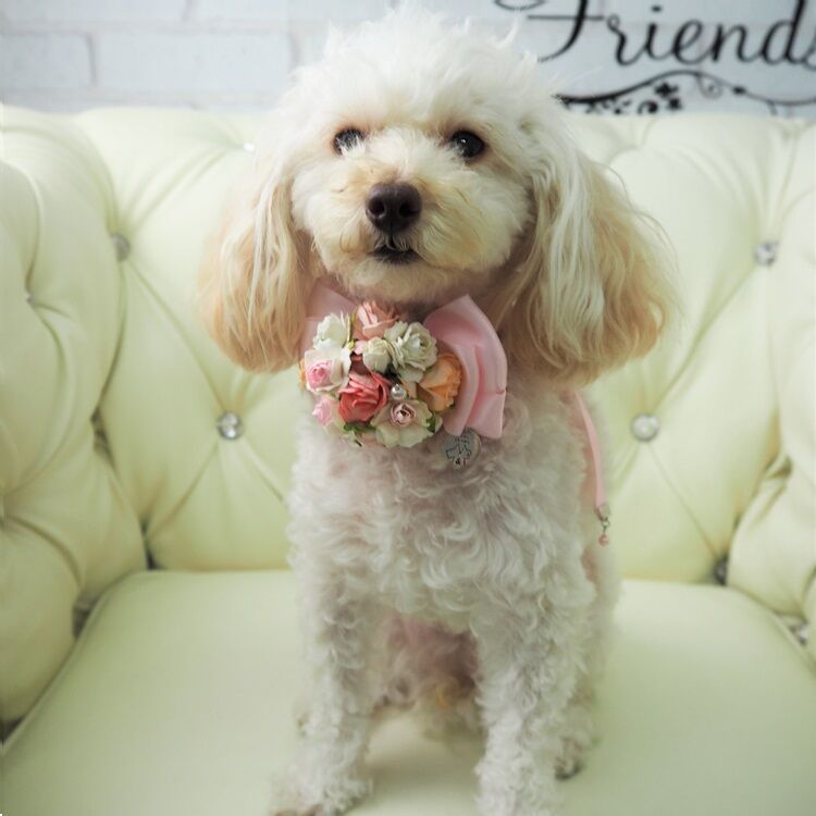 短毛ちゃんにも♥️中世ヨーロッパ風チョーカー(④)わんちゃん猫