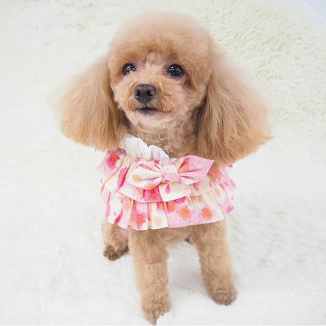 ケープ 犬 猫