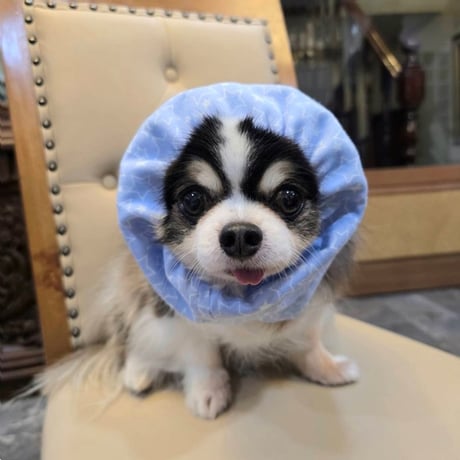 スヌード 犬 猫