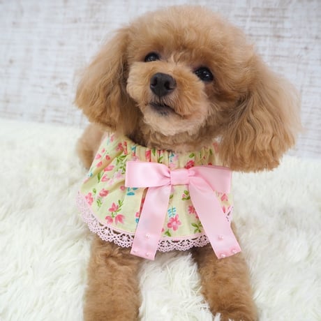 ケープ 犬 猫