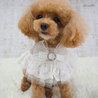 エレガントなケープ 犬 猫