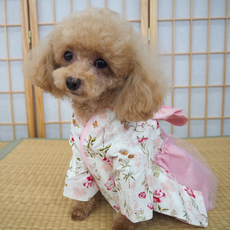 着物風ワンピース 犬 猫 | LEAandRIO