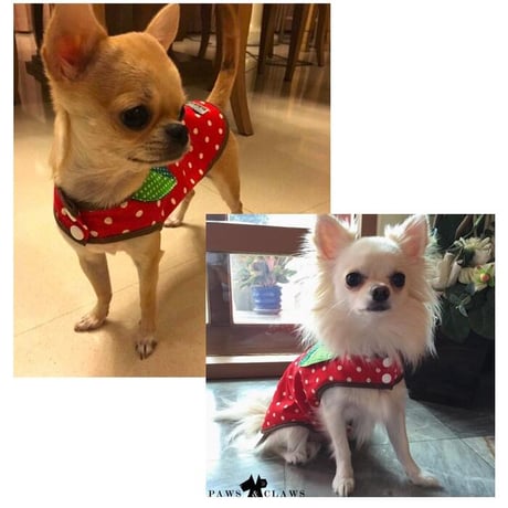 フルーツトップス 犬 猫
