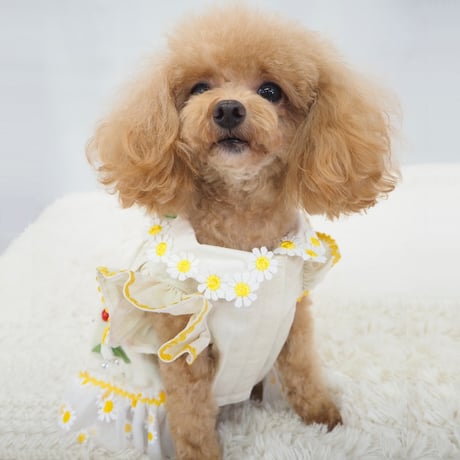 チュニックワンピース 犬 猫