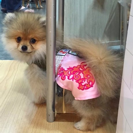 ボクサーパンツ 犬 猫