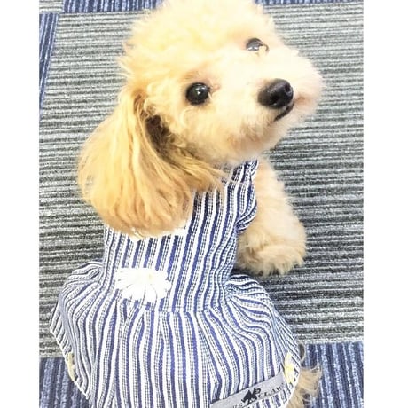 ストライプ柄ワンピース 犬 猫