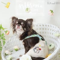 サスペンダー付きボトムス 犬 猫