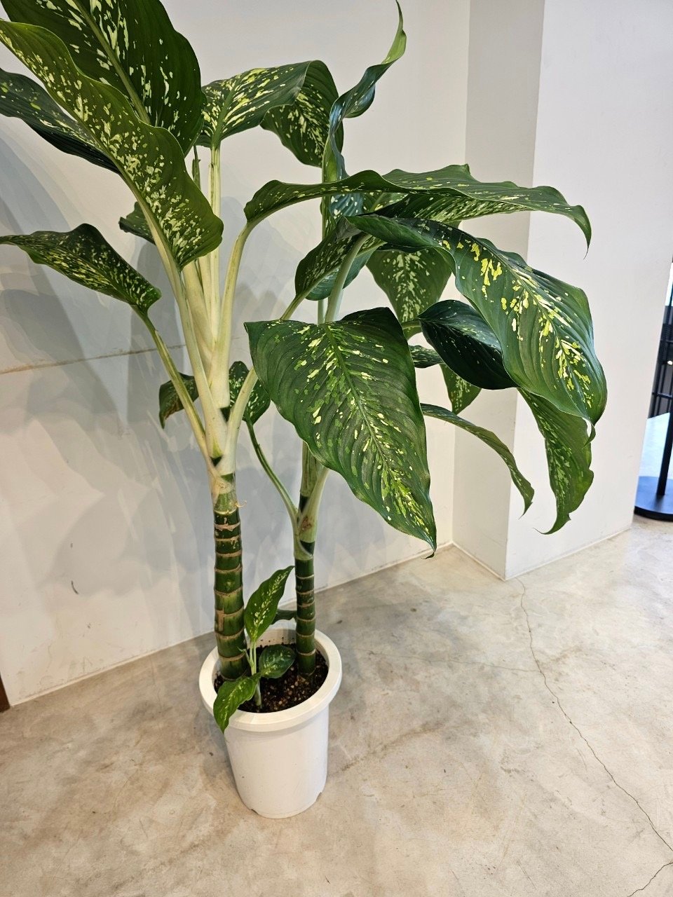 観葉植物 ディフェンバキア ホワイトアマゾン ディフェンバキア ホワイトアマゾン(KB)※23区内限定配達 | anversBlucca