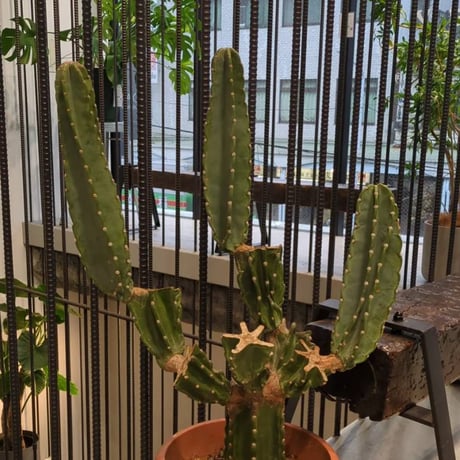 STORES サボテンの検索結果