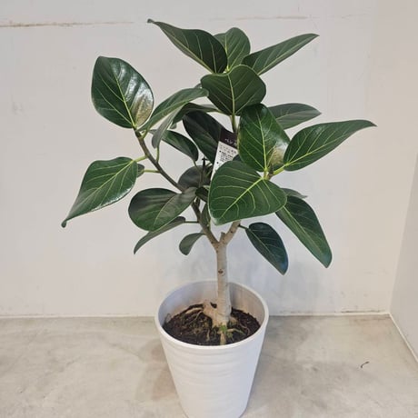 【特価】希少 フィカス ベンガレンシス 朴立ち 幹太 観葉植物 大型 フィカス ベンガレンシス 希少 極太 朴立ち 観葉植物 大型 calm cafe
