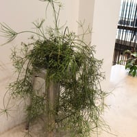 リプサリス（KK）※東京23区内限定配達