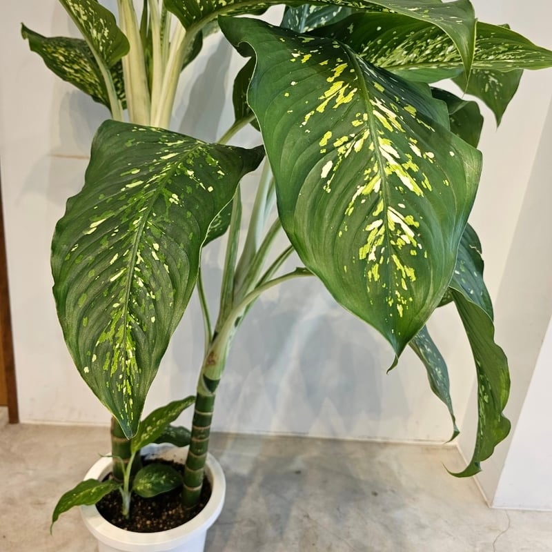 観葉植物 ディフェンバキア ホワイトアマゾン ディフェンバキア・ホワイトアマゾン - Collection : コレクション