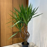 ユッカ (KB) ※23区内限定配達