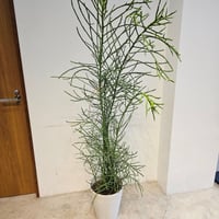 ユーフォルビア　フィフェレネンシス(KB)※23区内限定配達
