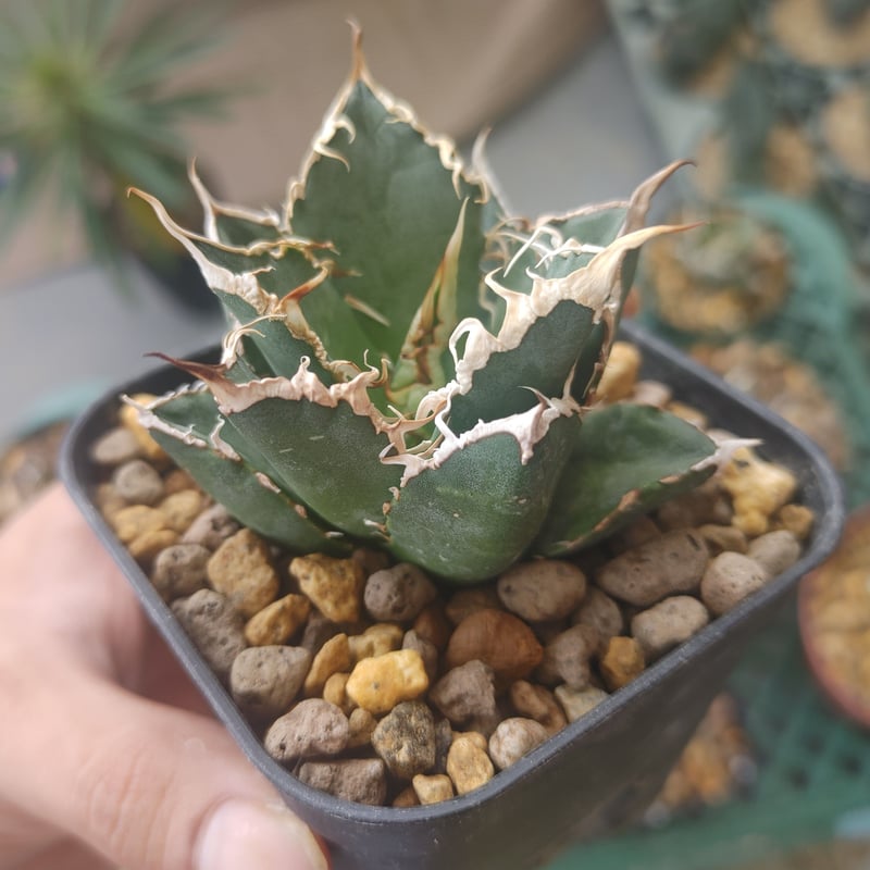 AGAVE TITANOTA USオアハカクローン株