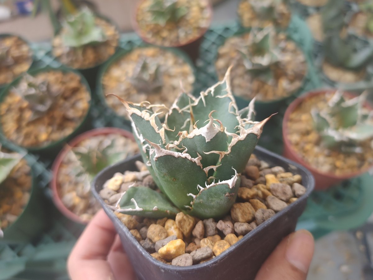 AGAVE TITANOTA USオアハカクローン株