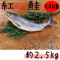 【紅鮭　約２．５～２．９ｋｇ】