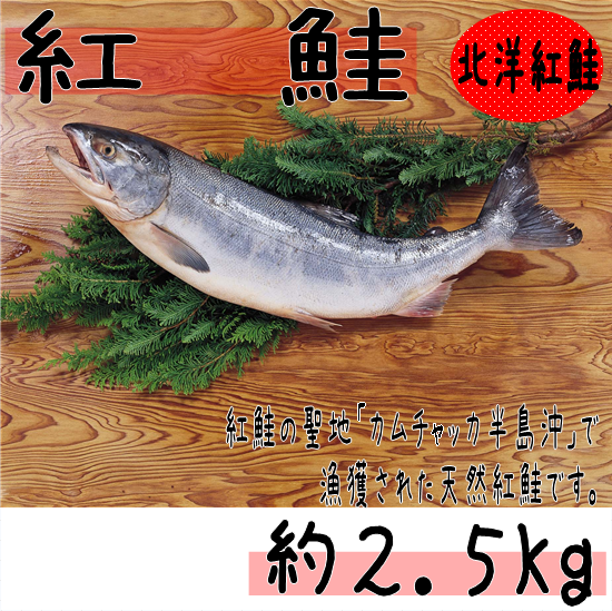 ちゃんちゃ】チャーム サーモン シロサケ 鮭 剥製 ちゃんちゃ様