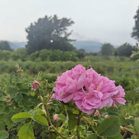 2026.夏のアイスティー 華やか