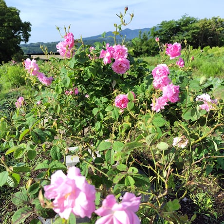 美容のサポート