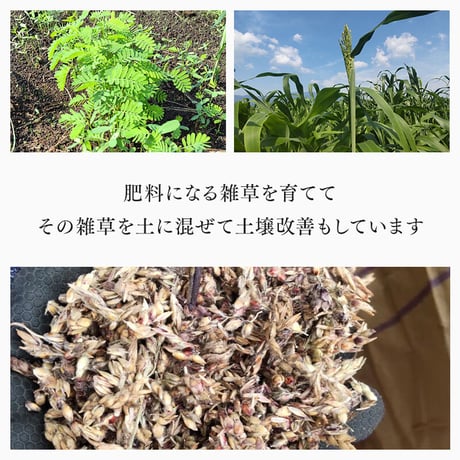 レモングラス