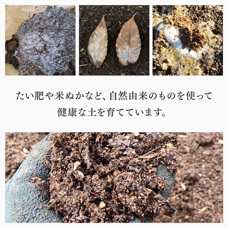 ハーブ園で作った 里いも