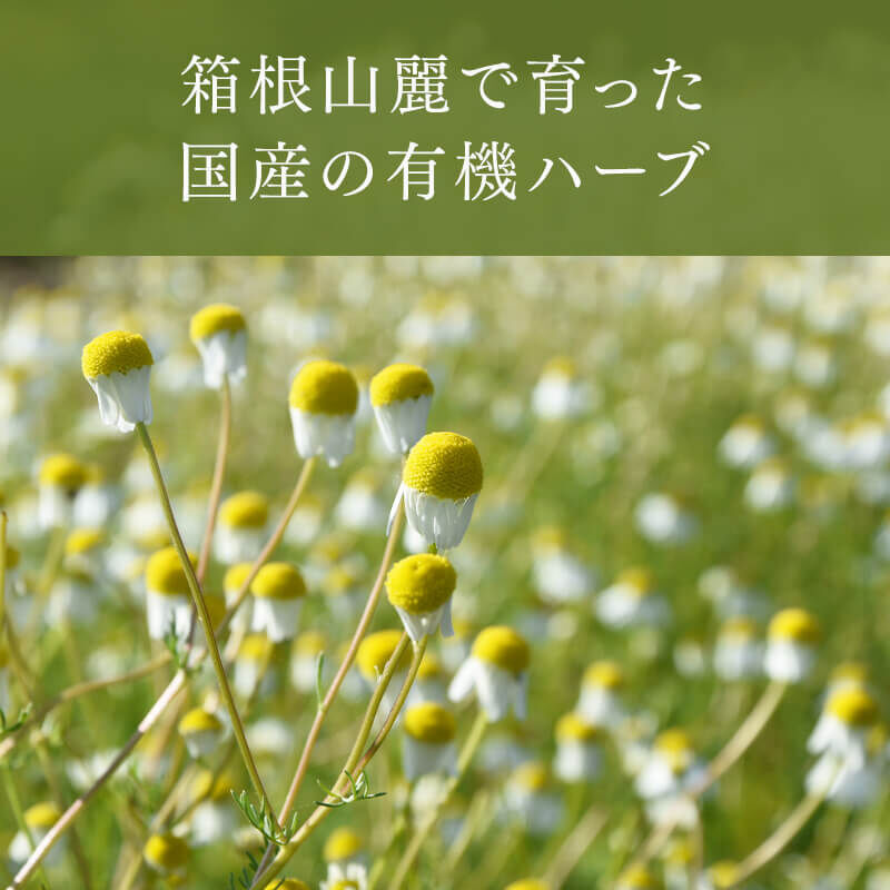 レモングラスレッド | treize13 STORE レモングラスレッド | treize13 STORE