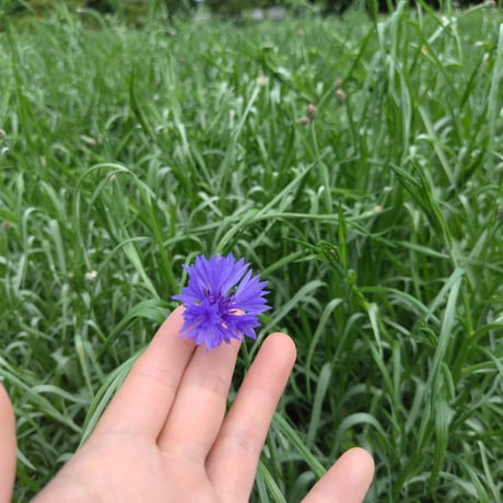 矢車草（コーンフラワー）
