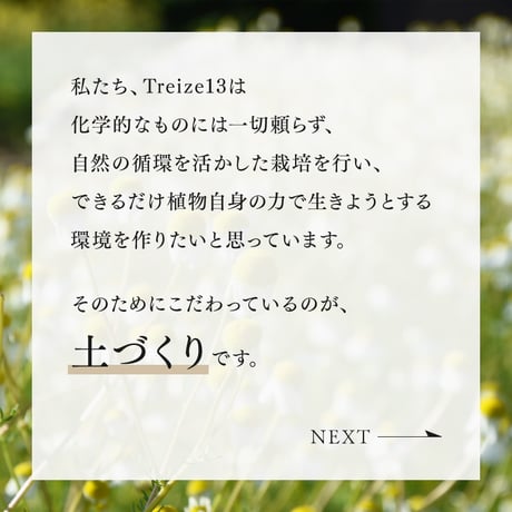 ハーブ園で作った 里いも