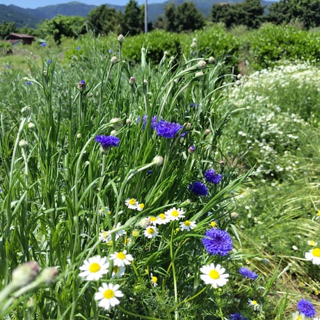 矢車草（コーンフラワー）