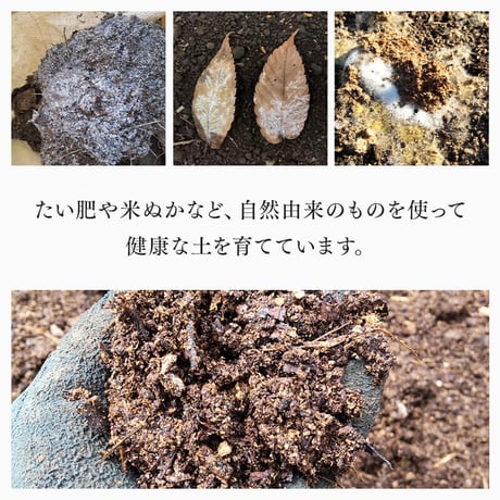 レモングラス