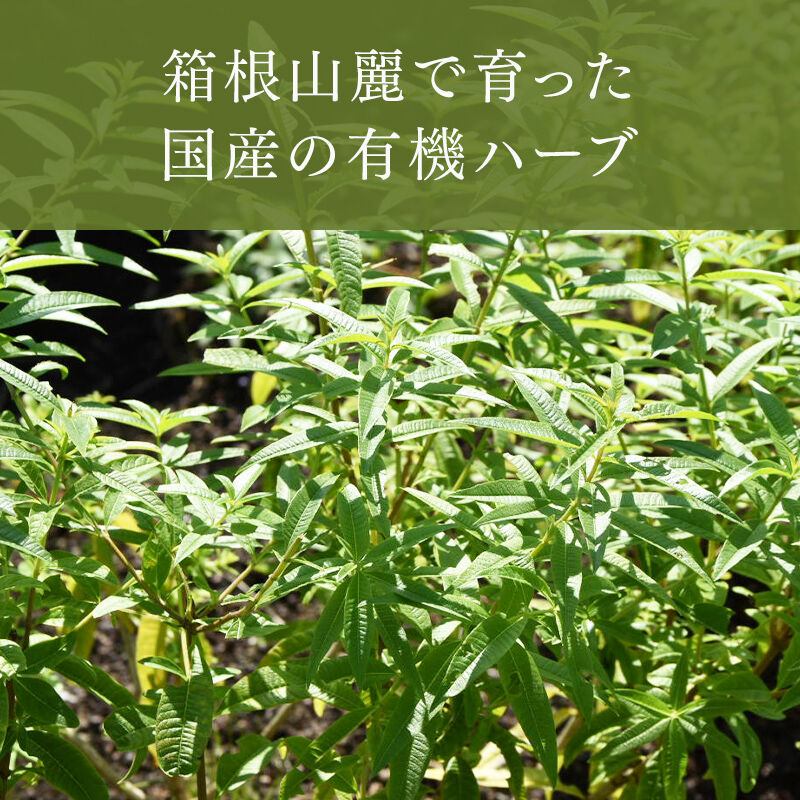 レモンバーベナ（ベルベーヌ） | treize13 STORE