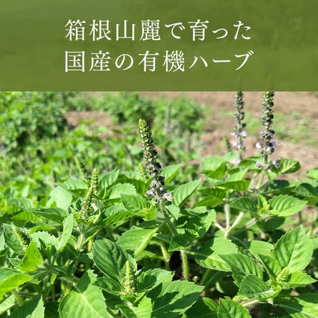 ホーリーバジル