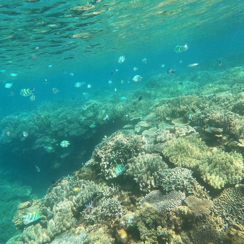 第3【恩納村】テーブル珊瑚の群生とダイナミックリーフポイント | 秘密