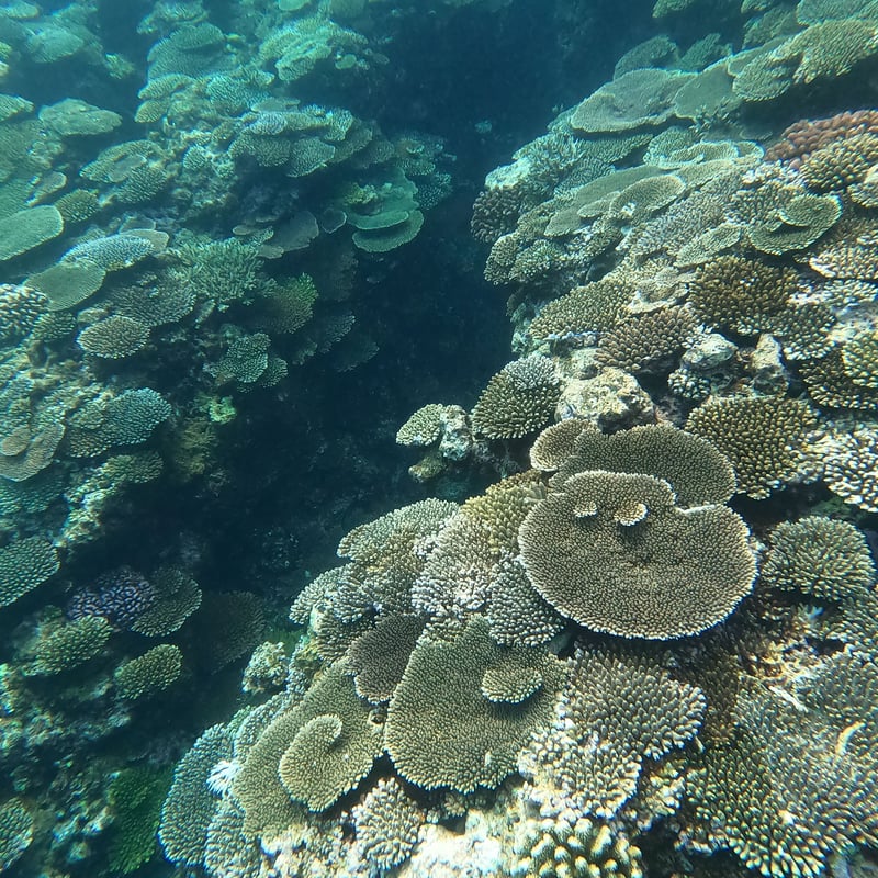 第1【恩納村】テーブル珊瑚の群生とダイナミックリーフポイント | 秘密