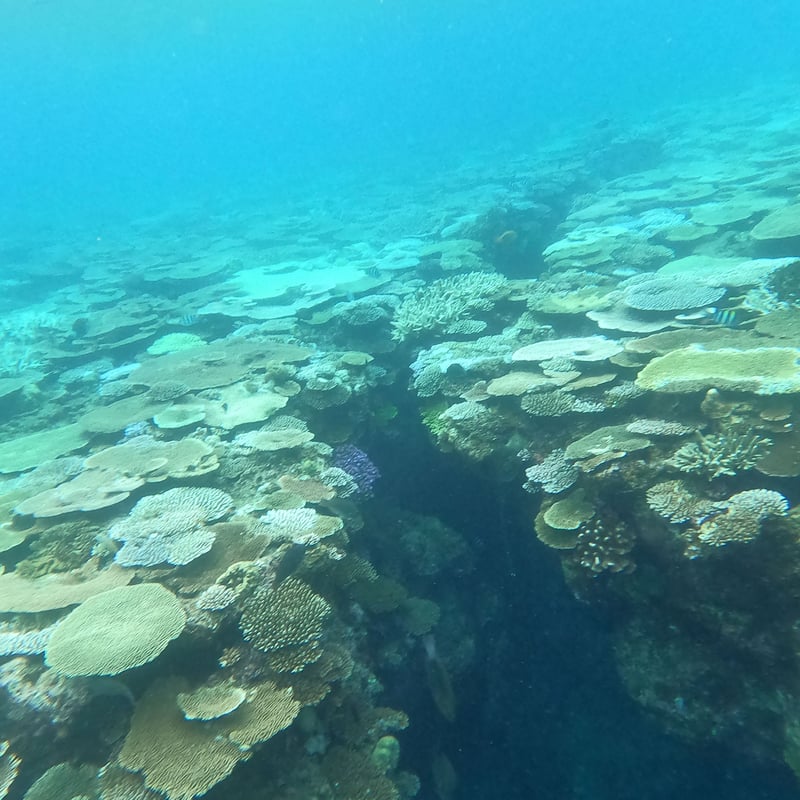 第3【恩納村】テーブル珊瑚の群生とダイナミックリーフポイント | 秘密