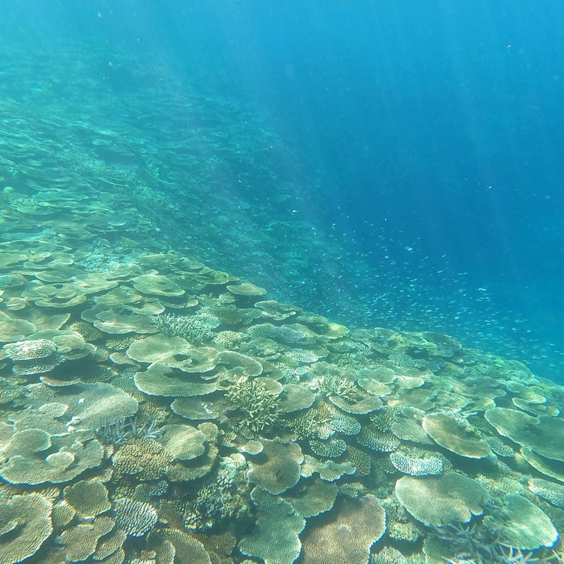 第3【恩納村】テーブル珊瑚の群生とダイナミックリーフポイント | 秘密