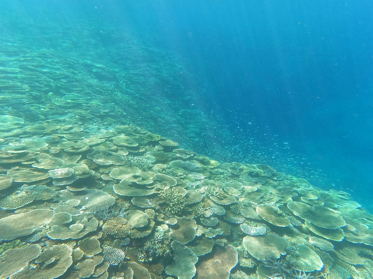 激レア！希少 本物 テーブルサンゴ 珊瑚 激レア！希少 本物 テーブルサンゴ 珊瑚