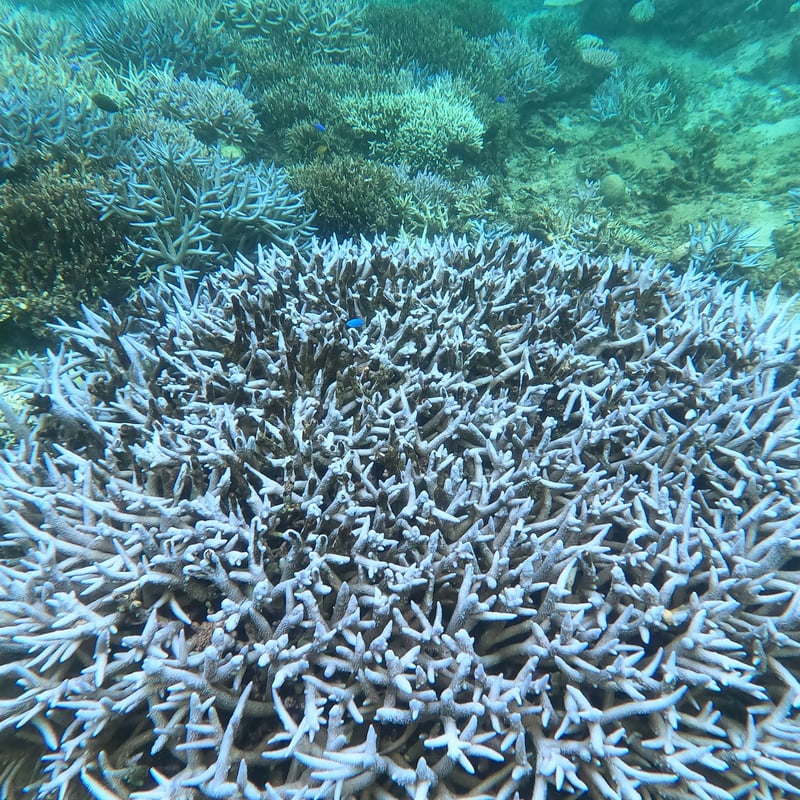 第3【恩納村】テーブル珊瑚の群生とダイナミックリーフポイント | 秘密