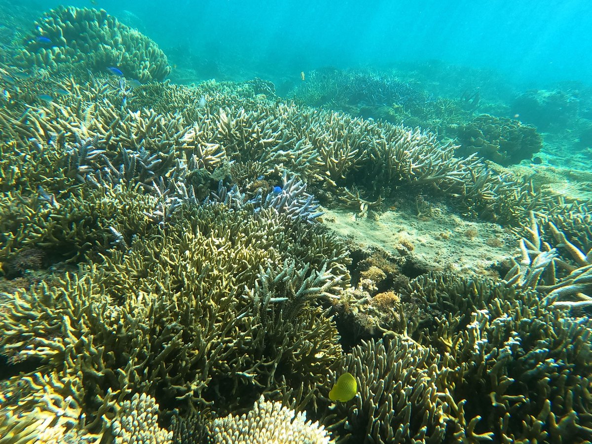 天然珊瑚(テーブル)