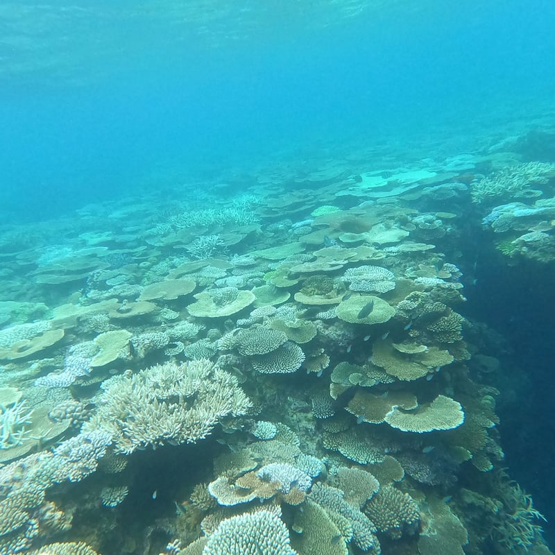 天然珊瑚(テーブル)② 第3【恩納村】テーブル珊瑚の群生とダイナミックリーフポイント | 秘密