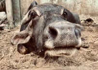 India Photo