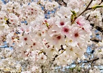 Japan Photo