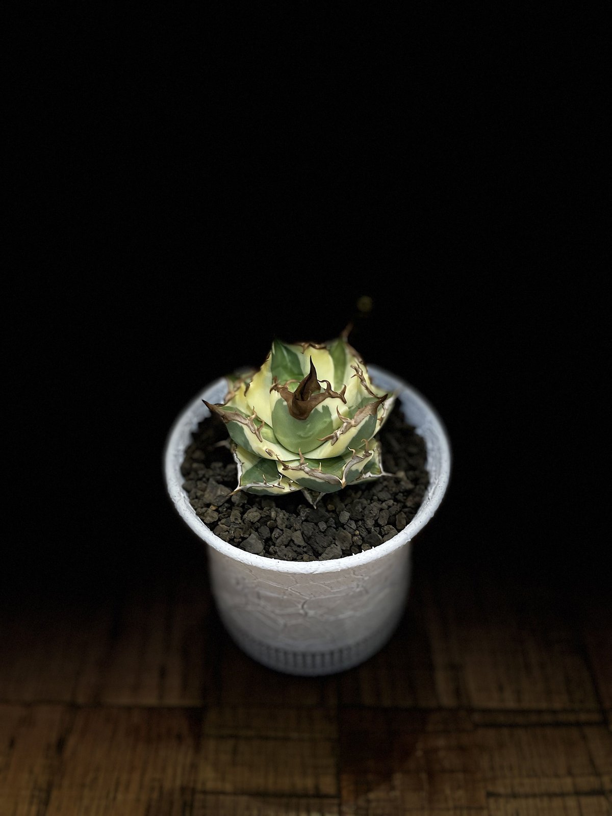 スナグルトゥース | O.K.BowL STORE